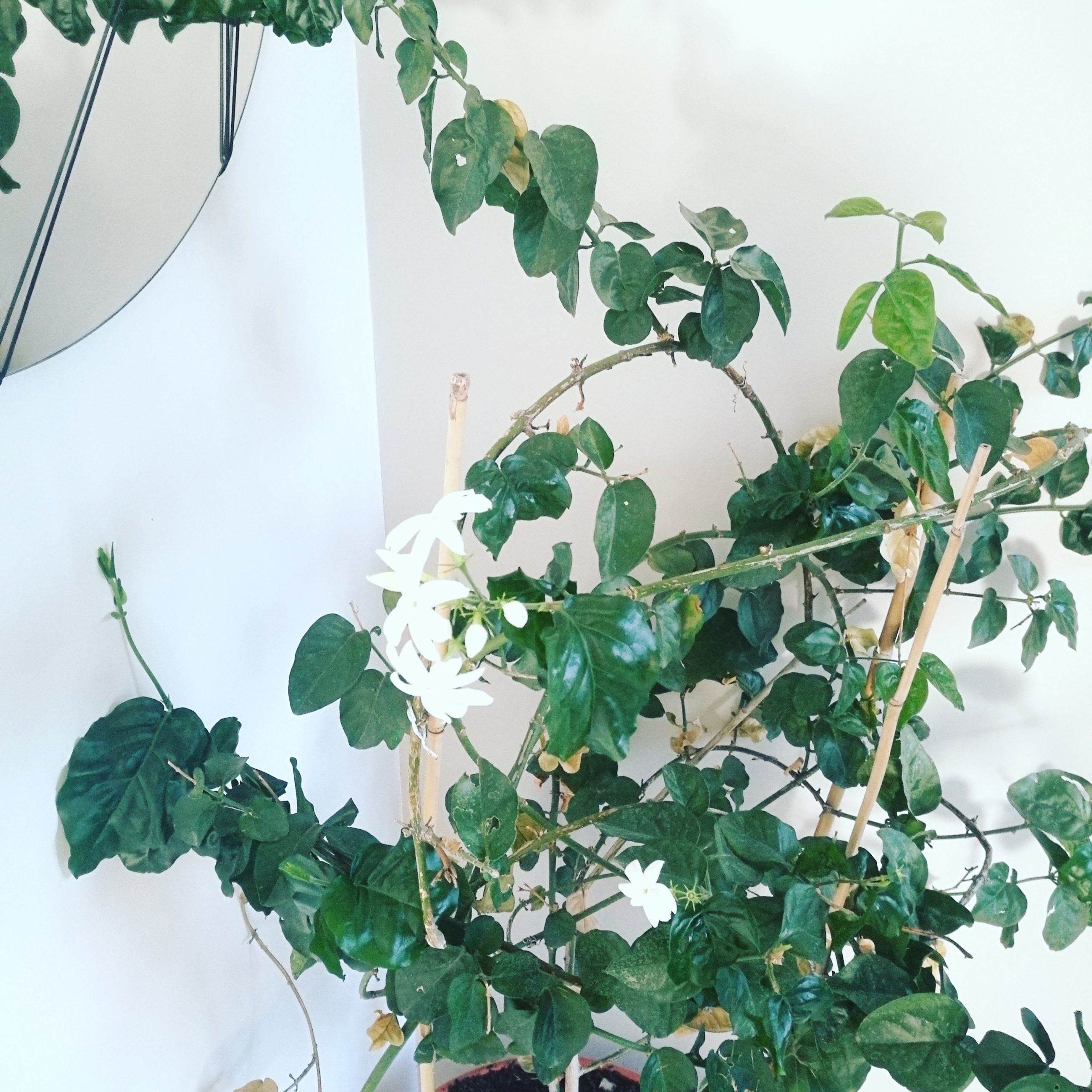 Jasmine
